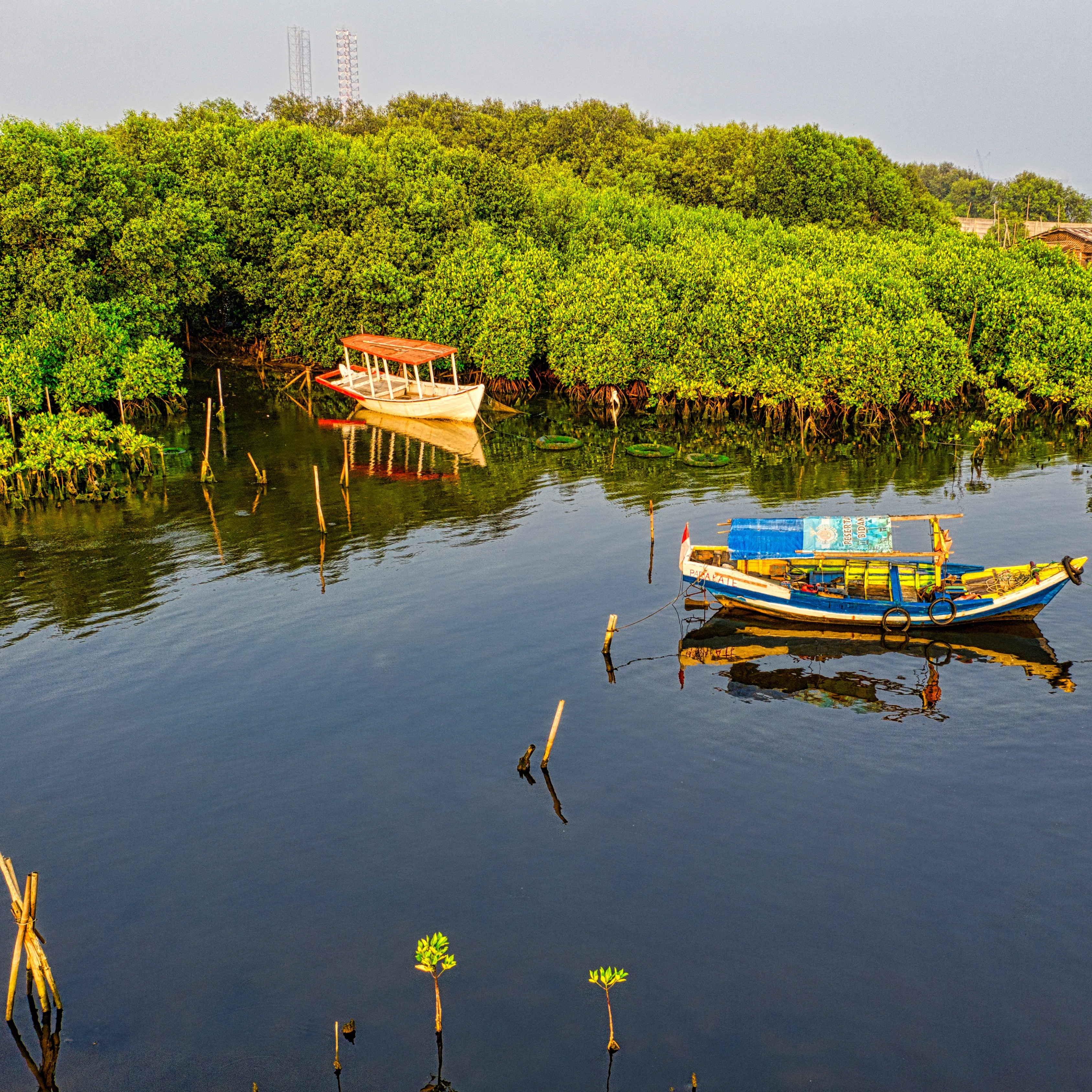 Scenic view of Mangrove roots in Kundapura river